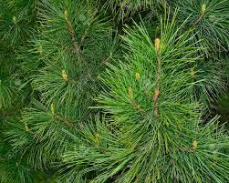 PINEWOOD extra scented incense in grains 2